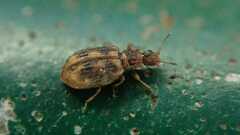 Cartodere bifasciata