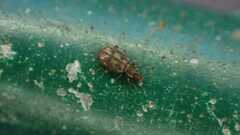 Cartodere bifasciata