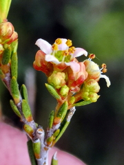 Diosma pedicellata