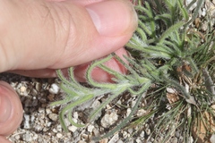 Johnstonella