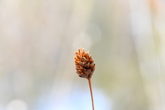 Xyris fimbriata