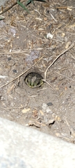 Rhinella dorbignyi