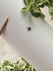 Gastropoda