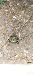 Rhinella dorbignyi