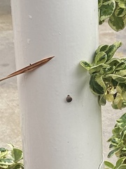 Gastropoda
