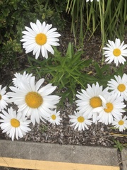 Leucanthemum vulgare