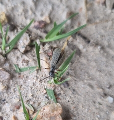 Epicauta maculata-group