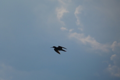 Tringa totanus totanus