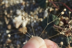 Hypertelis umbellata