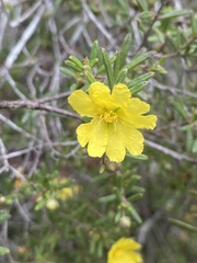 Hibbertia stirlingii