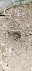 Rhinella dorbignyi