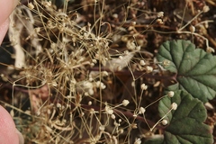 Hypertelis umbellata