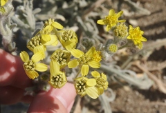 Baileya pauciradiata