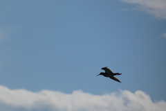 Tringa totanus totanus