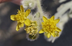 Baileya pauciradiata