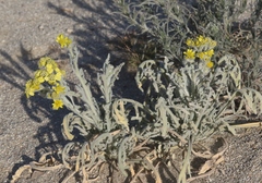 Baileya pauciradiata