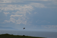 Tringa totanus totanus