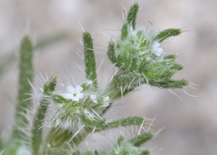 Cryptantha maritima maritima