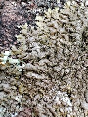 Xanthoparmelia verruculifera