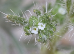 Cryptantha maritima maritima