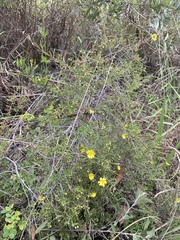 Hibbertia stirlingii