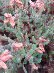 Erica ciliaris