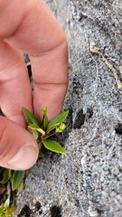 Veronica catarractae