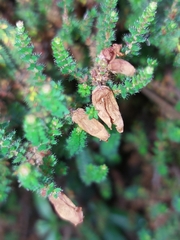 Erica ciliaris