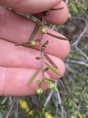 Hibbertia stirlingii