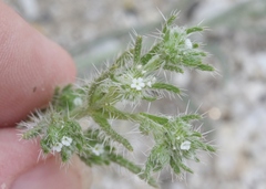 Cryptantha maritima maritima