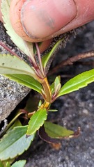 Veronica catarractae