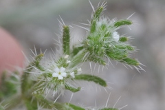 Cryptantha maritima maritima