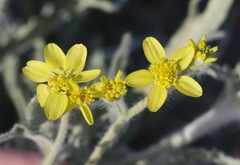 Baileya pauciradiata