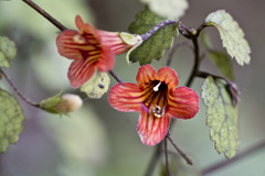 Rhabdothamnus solandri