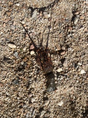 Panulirus inflatus