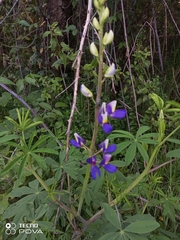 Lupinus