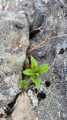 Veronica catarractae