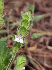 Justicia candelariae