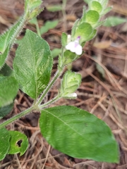 Justicia candelariae