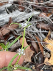 Spermacoce brachystema