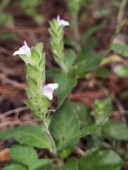 Justicia candelariae