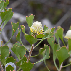 Isopogon trilobus