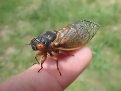 Magicicada septendecim