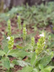 Justicia candelariae