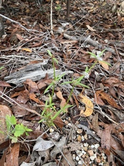 Spermacoce brachystema