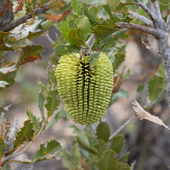 Banksia lemanniana