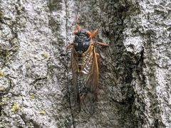 Magicicada septendecim