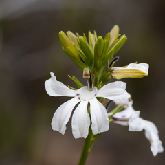 Goodenia scapigera