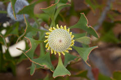 Isopogon trilobus