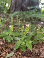 Justicia candelariae